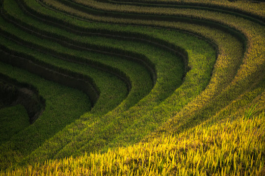 The Rice Fields On Terraced Of Mu Cang Chai, In Northern Vietnam.