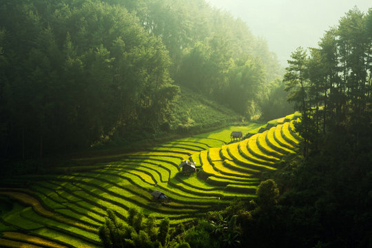 The Rice Fields On Terraced Of Mu Cang Chai, In Northern Vietnam.