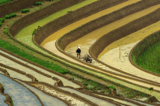 The Rice Fields On Terraced Of Mu Cang Chai, In Northern Vietnam.