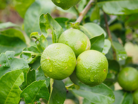 Fresh green lemon or Lime tree with green leafs and fruits closeup