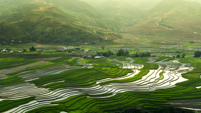 The Rice Fields On Terraced Of Mu Cang Chai, In Northern Vietnam.