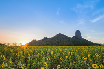 Fototapeta premium sunflower field with mountain at sunset, Thailand