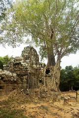 Obraz premium Overgrown tree over ancient temple in Cambodia 