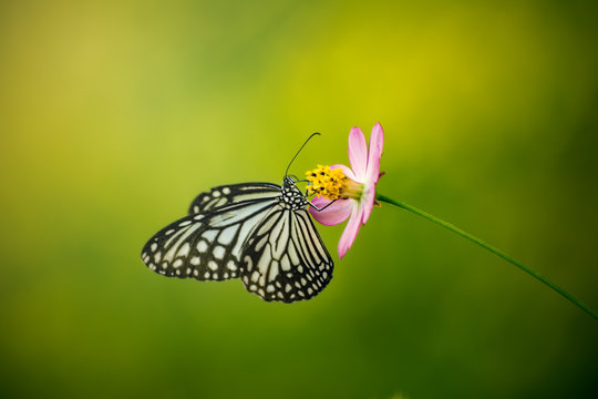 The Common Glassy Tiger (Common Name) With Pink Flower.