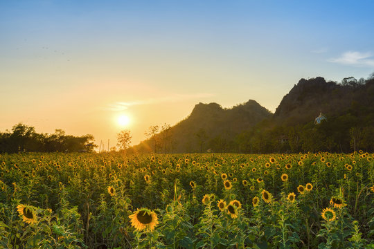 sunflower field with mountain at sunset, Thailand