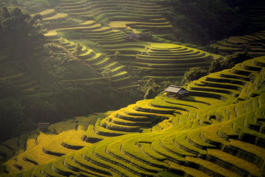 The Rice Fields On Terraced Of Mu Cang Chai, In Northern Vietnam.