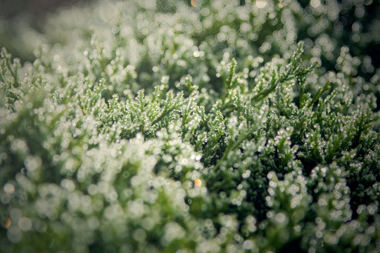 Dew drops on leave in morning with blurred nature background.