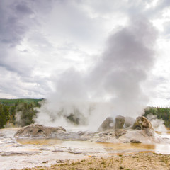 Grotto Geyser Yellowstone