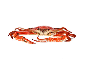 cooked Sand crab