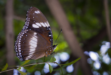 Butterfly garden