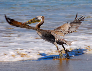 Pelican Takeoff from A Southern California Beach