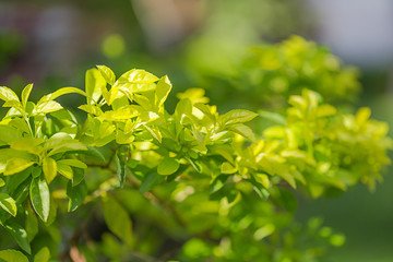 Fototapeta na wymiar Plant with sunlight.