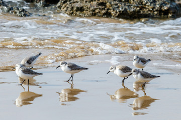 Small group of Sandpipers (Sanderlings) looking for food on the shore at Crystal Cove State Park in Laguna Beach, California
