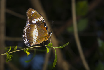Butterfly on branch