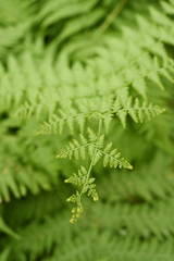 Fern leaf. Fern leaves foliage in the forest