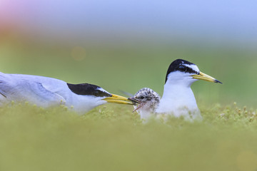sweety bird’s family duling feeding meal to baby in soft focus