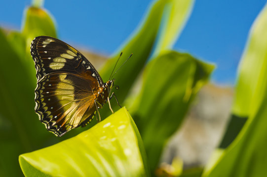 Butterfly landed on leaf