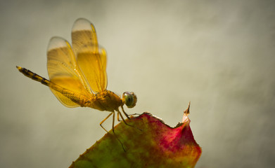 Dragonfly Sideview