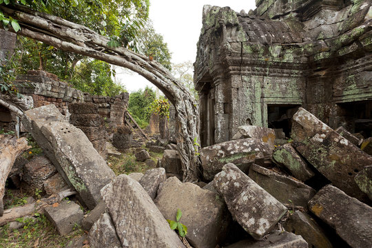 Odd shaped tree between temple in ruins in Angor Wat Siem Reap Cambodia 