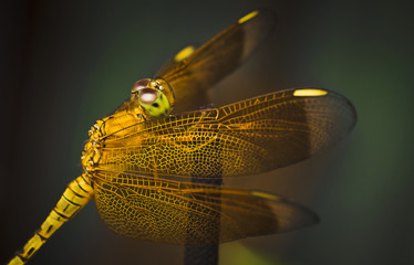 Wings Dragonfly