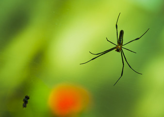 Spider on green background