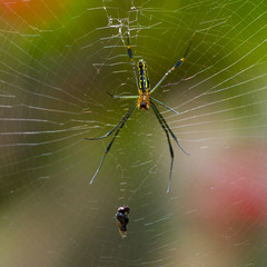 Spider Lunch