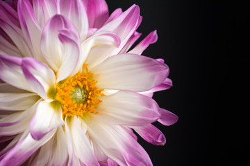 Obraz premium Pink Dahlia/Beautiful pink dahlia