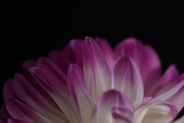 Pink Dahlia/Beautiful pink dahlia