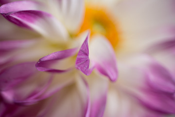 Fototapeta premium Pink Dahlia/Beautiful pink dahlia