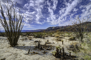 Anza Borrego Desert in the Spring