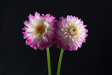 Pink Dahlia/Beautiful pink dahlia