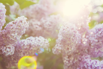 Lilac flowers in the sunlight.  Shallow focus