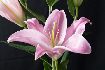 Pink Dahlia/Beautiful pink dahlia