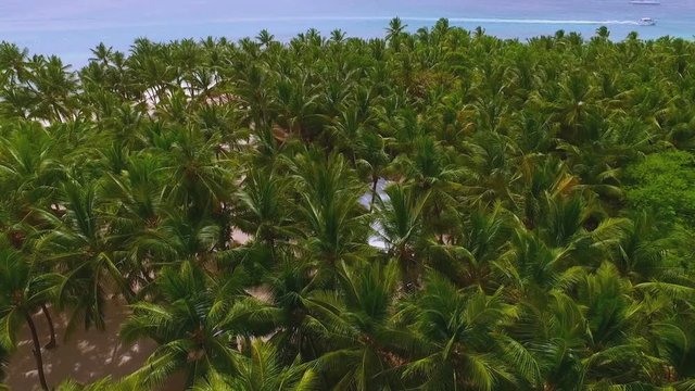 View from the drone on a dense tropical palm forest