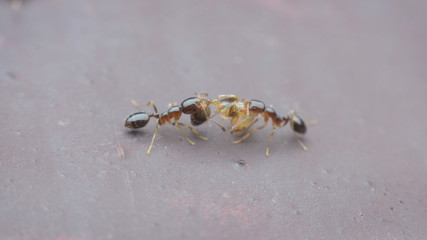 ant