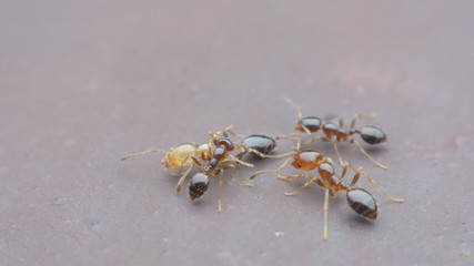 ant