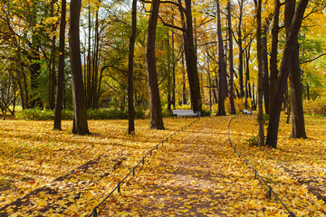 Obraz premium fallen leaves in the park