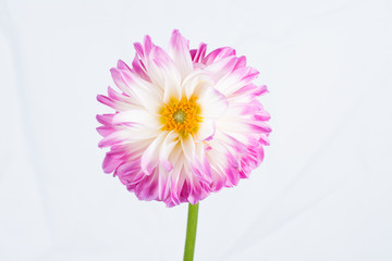 Pink Dahlia/Beautiful pink dahlia