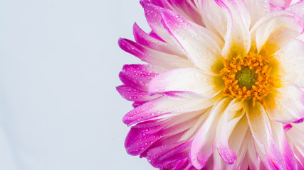 Pink Dahlia/Beautiful pink dahlia