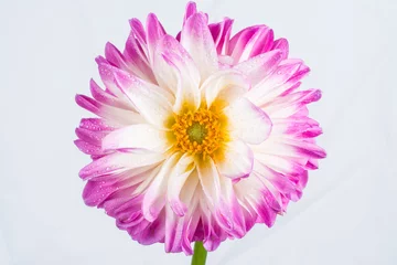Fototapeten Pink Dahlia/Beautiful pink dahlia © lifework