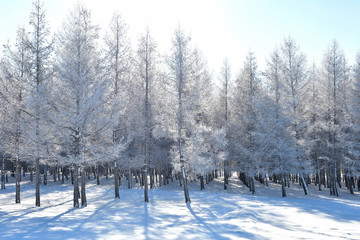 frosty tree and snow, beautiful winter landscape of snow and hoarfrost on the  forest