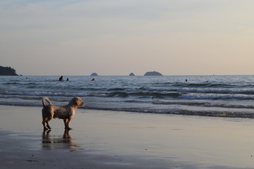 Koh Chang, Thailand. A dog on the sunset beach.