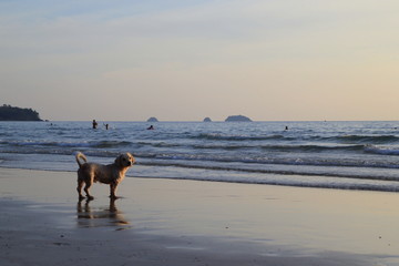 Obraz na płótnie Canvas Koh Chang, Thailand. A dog on the sunset beach.