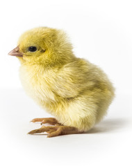 Little yellow chick closeup on a white background.
