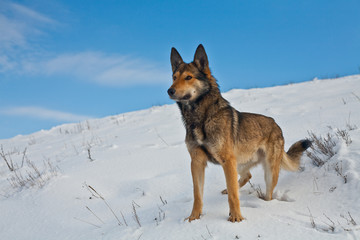 shepherd dog on the snow, mongrel sheepdog