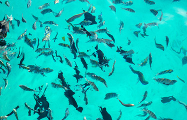 Variety tropical fish. Underwater world. Top view