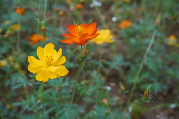 Obraz premium Yellow and orange cosmos in the garden