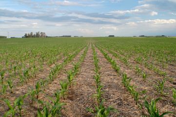 plantas de maiz verde