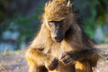 African baboon
