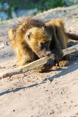 African baboon
